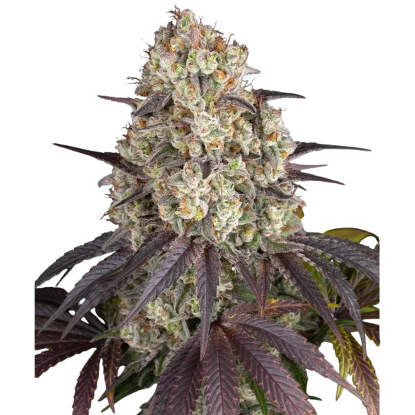 Hempodia Samen Gary Payton Feminized - 3 Seeds