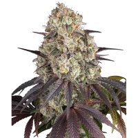 Hempodia Samen Gary Payton Feminized - 3 Seeds