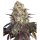 Hempodia Samen Gary Payton Feminized - 3 Seeds