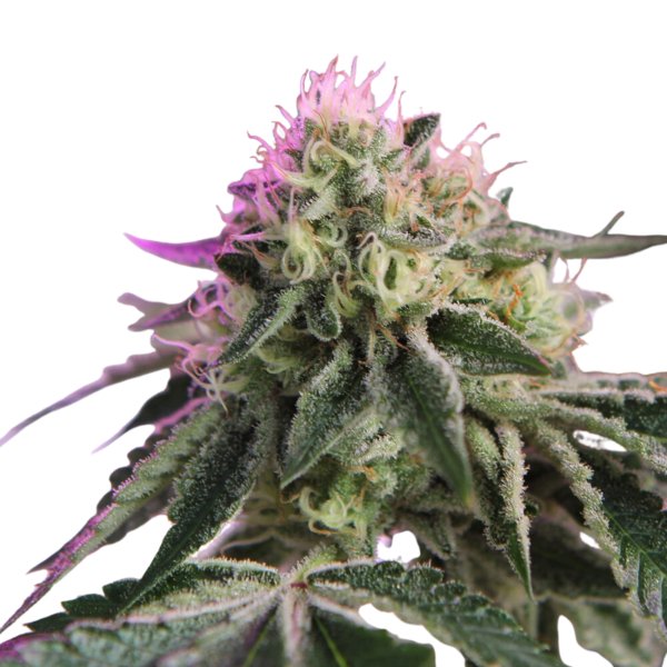 Hempodia Samen RS11 x Banana OG Feminized - 3 Seeds