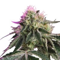 Hempodia Samen RS11 x Banana OG Feminized - 3 Seeds