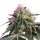 Hempodia Samen RS11 x Banana OG Feminized - 3 Seeds