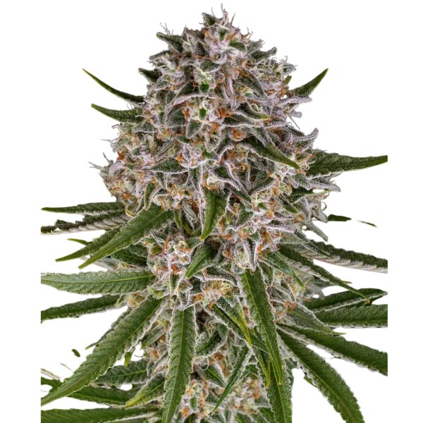 Hempodia Samen Autoflowering - 3 Seeds Lemon Haze