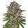 Hempodia Samen Autoflowering - 3 Seeds Lemon Haze