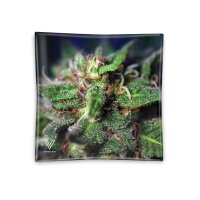 Syndicate Aschenbecher Glas versch. Motive Blue Dream