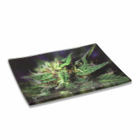 Syndicate Mischschale Glas versch Motive large Blue Dream
