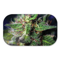 Syndicate Magnetunterlage Medium Blue Dream