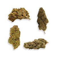Hempodia CBD Blüten 2g