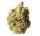 Amsterdam Genetics - AK020 (5 seeds pack)