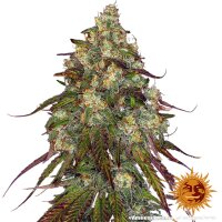 Amnesia Lemon 3 Samen - Barneys Farm