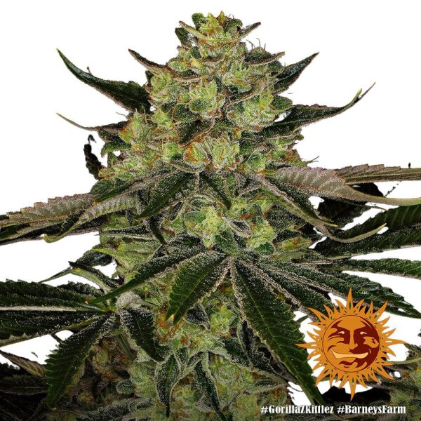 Gorilla Zkittlez - 3 Samen - Barneys Farm