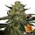 Barneys Farm Samen Gorilla Zkittlez feminisiert - 3 Seeds