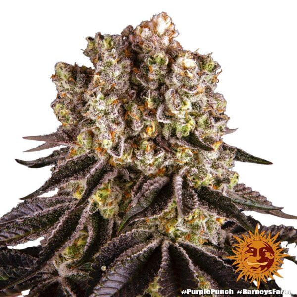 Barneys Farm Purple Punch - 3 Seeds