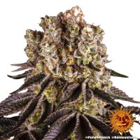 Barneys Farm Samen Purple Punch feminisiert - 3 Seeds