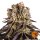 Barneys Farm Purple Punch - 3 Seeds