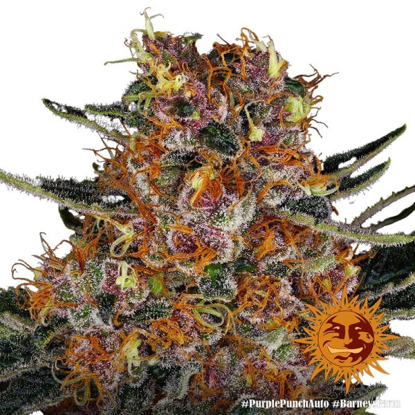 Purple Punch Auto - 3 Samen - Barneys Farm