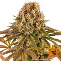 Barneys Farm Samen Strawberry Lemonade feminisiert - 3 Seeds