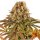 Barneys Farm Samen Strawberry Lemonade feminisiert - 3 Seeds