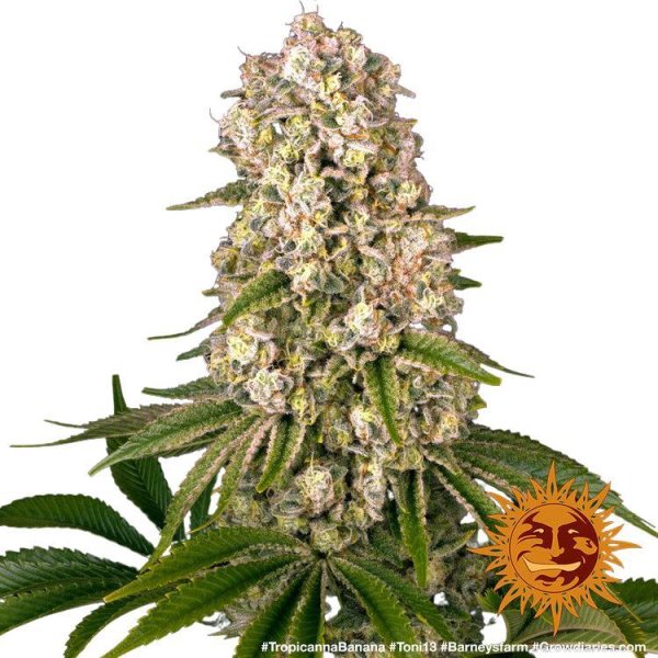 Barneys Farm Samen Tropicanna Banana feminisiert - 3 Seeds