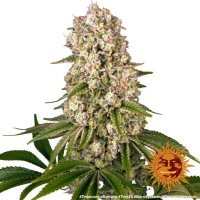 Barneys Farm Samen Tropicanna Banana feminisiert - 3 Seeds