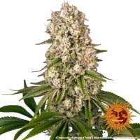 Tropicanna Banana - 3 Samen - Barneys Farm