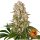 Barneys Farm Samen Tropicanna Banana feminisiert - 3 Seeds