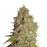 Narcos Samen Agent Murphy Feminized - 3 Seeds