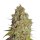 Narcos Samen Agent Murphy Feminized - 3 Seeds
