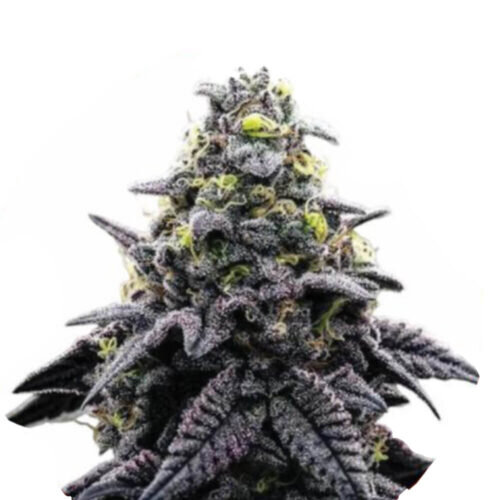 Narcos AK Automático Autoflowering (3 seeds pack)