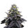 Narcos AK Automático Autoflowering (3 seeds pack)