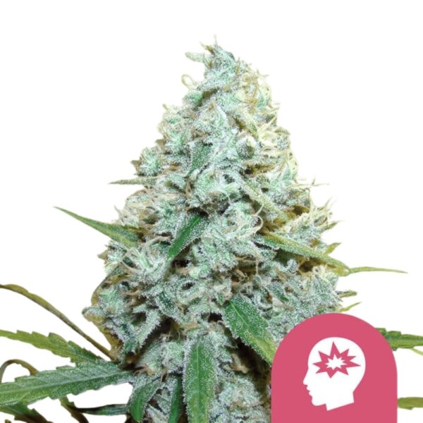 Royal Queen Seeds Samen AMG feminisiert (3 Samen)