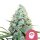 Royal Queen Seeds Samen AMG feminisiert (3 Samen)