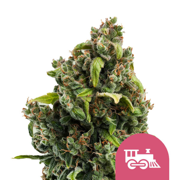 Royal Queen Seeds Samen Candy Kush Express - Fast feminisiert (5 Samen)