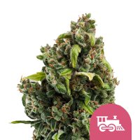 Royal Queen Seeds Samen Candy Kush Express - Fast...