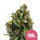 Candy Kush Express feminisierte  Samen 5 - Royal Queen Samen