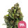 Royal Queen Seeds Samen Candy Kush Express - Fast feminisiert (5 Samen)