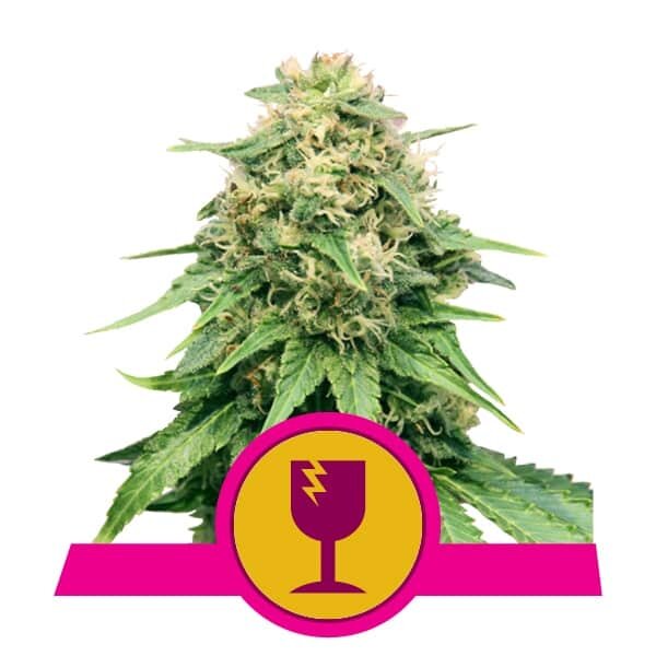 Royal Queen Seeds Samen Critical feminisiert (3 Samen)