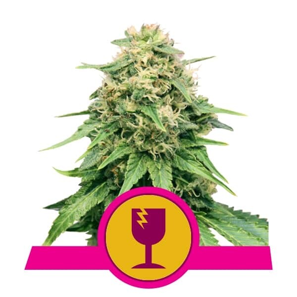 Critical feminisierte  Samen 5 - Royal Queen Samen