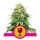 Critical feminisierte  Samen 5 - Royal Queen Samen