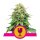 Royal Queen Seeds Samen Critical feminisiert (5 Samen)