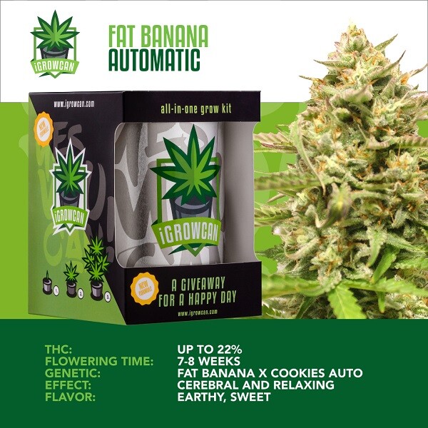 Fat Banana I GrowCan Growing Kit - Royal Queen Samen