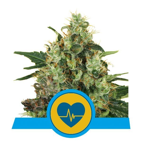 Royal Queen Seeds Samen CBD Medical Mass feminisiert (3 Samen)