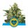 Royal Queen Seeds Samen CBD Medical Mass feminisiert (3 Samen)