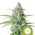 Northern Light Auto autoflowering  Samen 3 - Royal Queen Samen