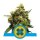 Royal Queen Seeds Samen CBD Painkiller XL feminisiert (3 Samen)