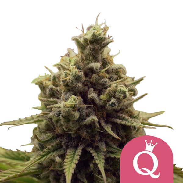Royal Queen Seeds Samen Purple Queen feminisiert (3 Samen)