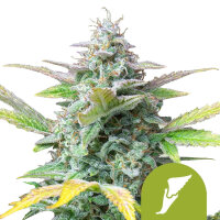 Quick One autoflowering  Samen 3 - Royal Queen Samen