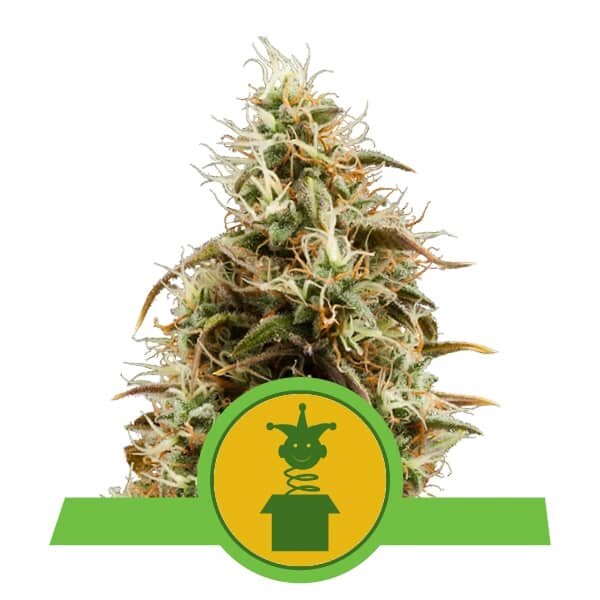 Royal Queen Seeds Samen Lemon Royal Jack Auto (3 Samen)