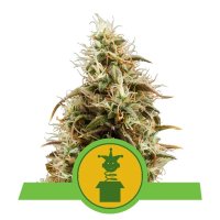 Royal Queen Seeds Samen Lemon Royal Jack Auto (3 Samen)