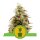 Royal Queen Seeds Samen Lemon Royal Jack Auto (3 Samen)